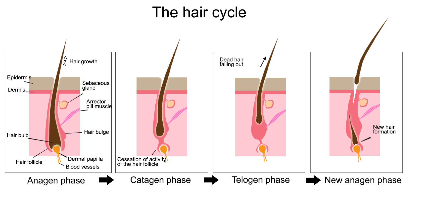 Dr Rachel Ho | A Guide to Hair Loss and My Review of Regenera Activa