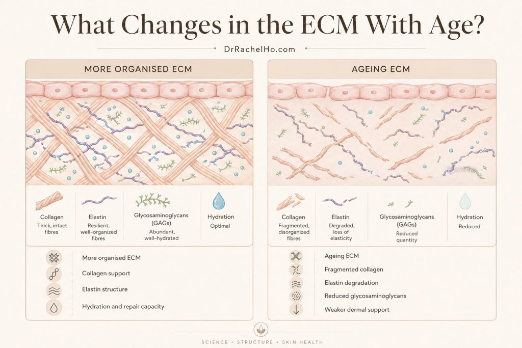Age related extracellular matrix changes including collagen fragmentation elastin degradation and reduced glycosaminoglycans