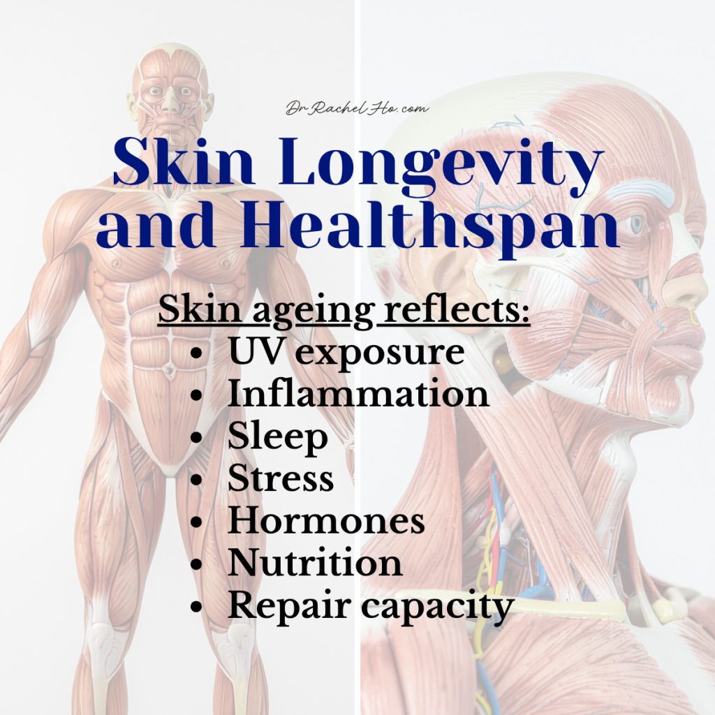 Skin longevity and healthspan factors including UV exposure inflammation sleep stress hormones and nutrition