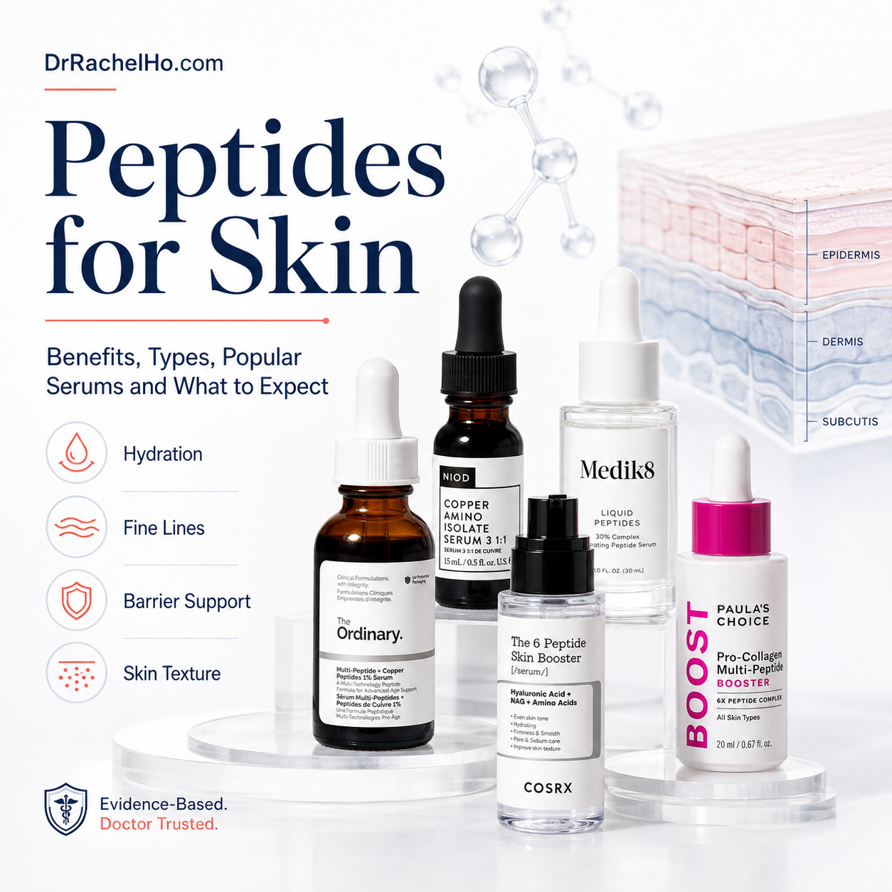 Peptides for skin guide showing a medical skin cross-section, peptide molecules and popular peptide serums.