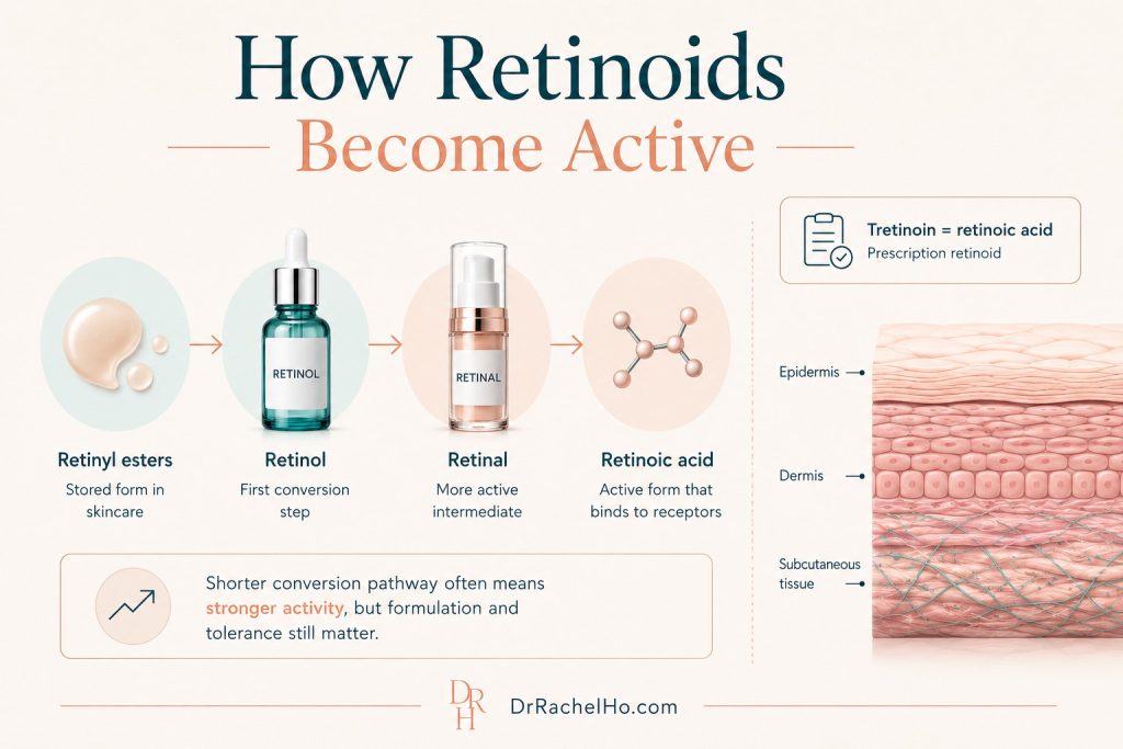 Diagram showing retinyl esters converting into retinol, retinal and active retinoic acid within the skin.