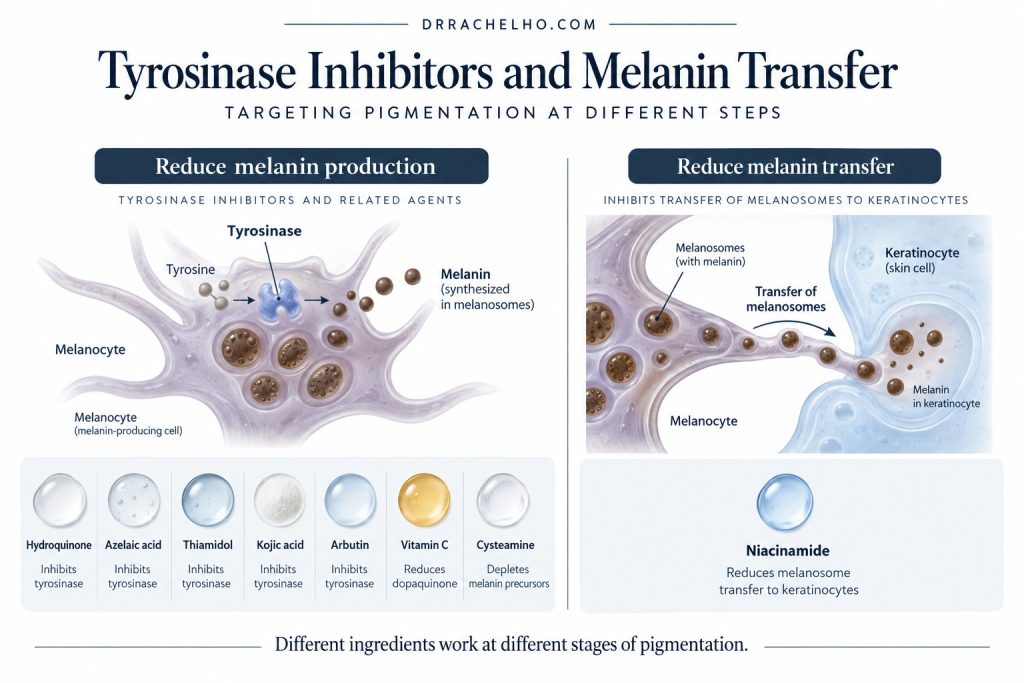 Side by side cell diagrams comparing reduced melanin production with niacinamide’s role in reducing pigment transfer.